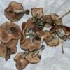 Buy Flying Saucer Mushrooms Online
