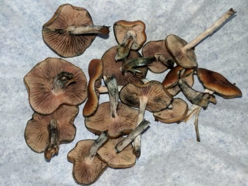 Buy Flying Saucer Mushrooms Online